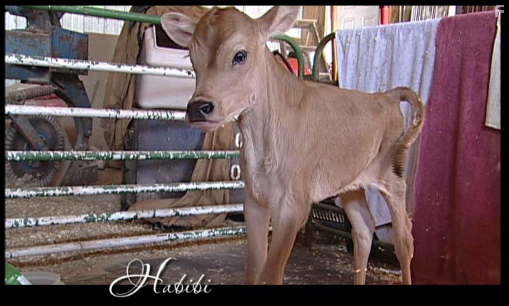 Peaceable Kingdom: The Journey Home (2009)