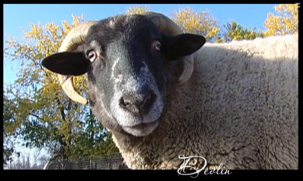 Peaceable Kingdom: The Journey Home (2009)