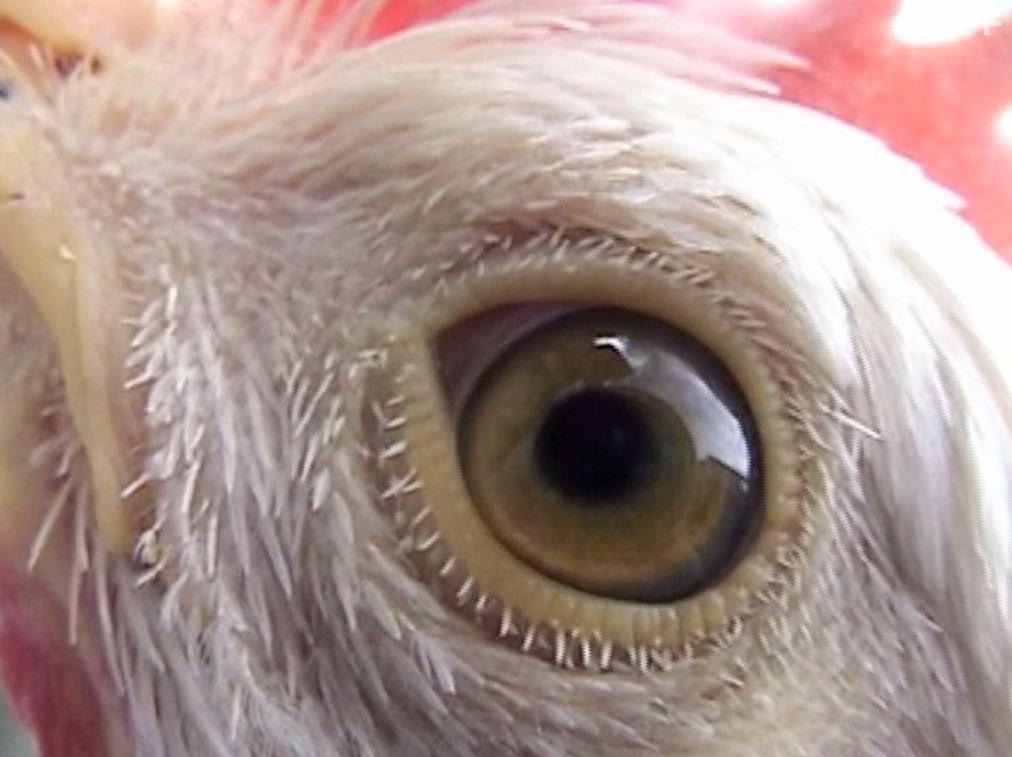 Peaceable Kingdom: The Journey Home (2009)