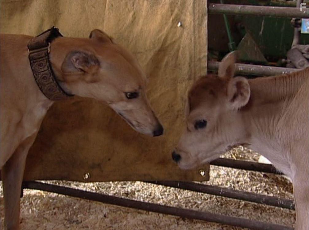 Peaceable Kingdom: The Journey Home (2009)