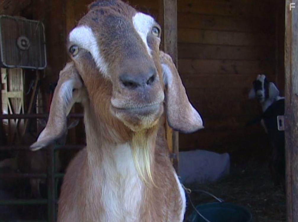 Peaceable Kingdom: The Journey Home (2009)