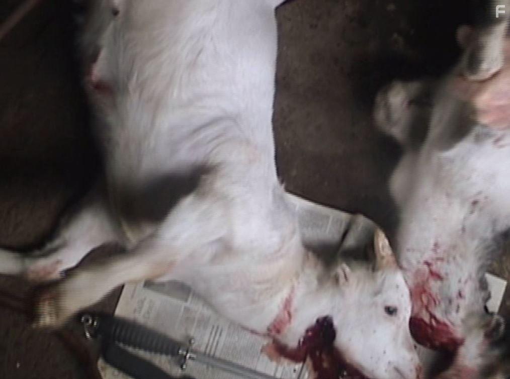 Peaceable Kingdom: The Journey Home (2009)