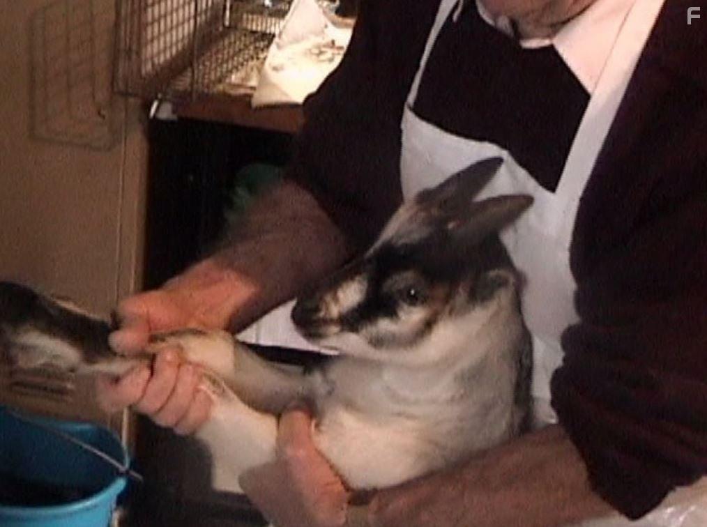 Peaceable Kingdom: The Journey Home (2009)