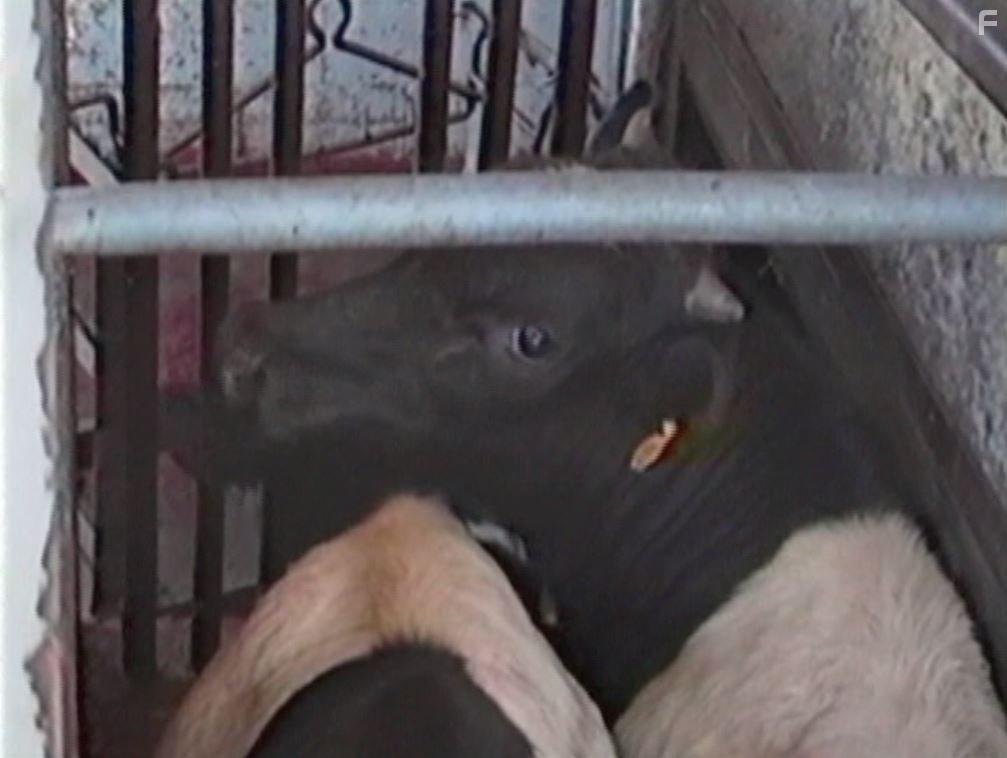 Peaceable Kingdom: The Journey Home (2009)