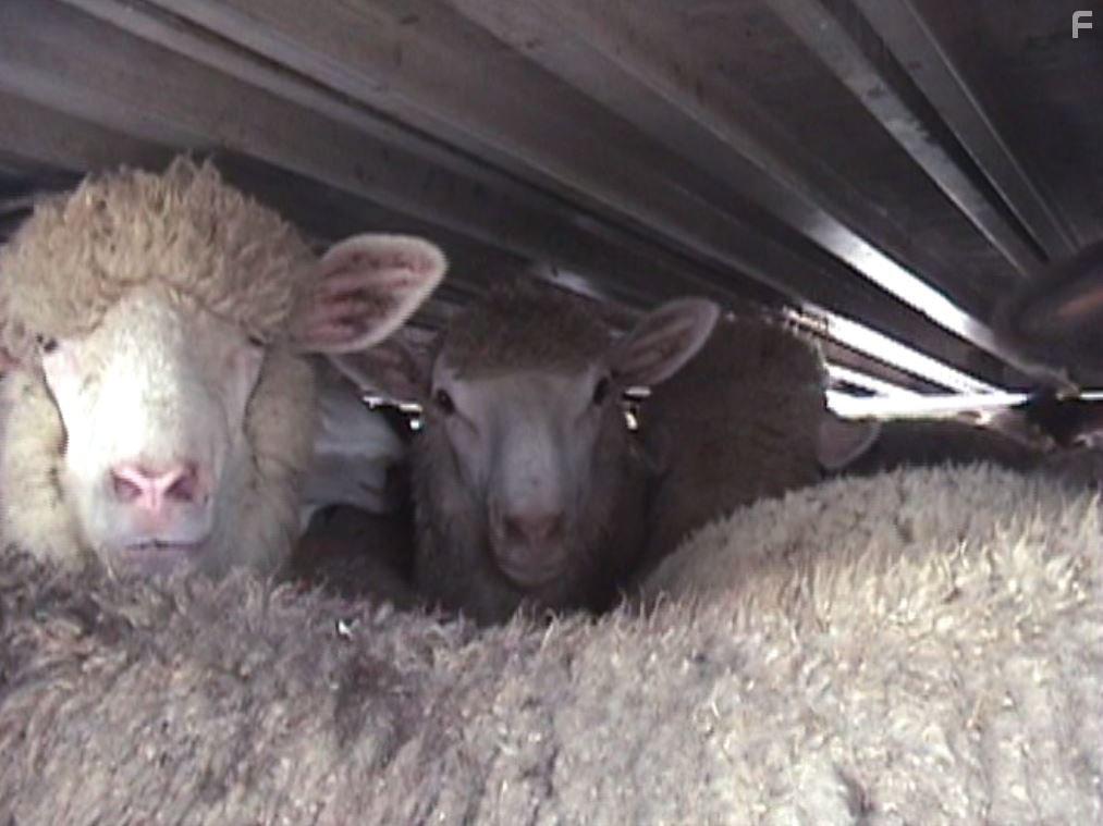 Peaceable Kingdom: The Journey Home (2009)