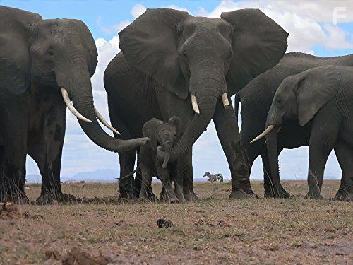 Шпионы в дикой природе