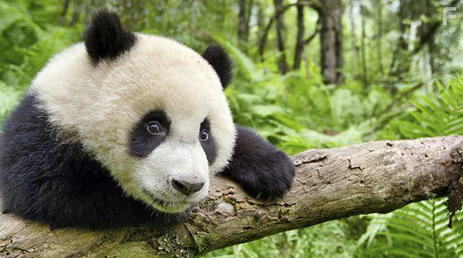 Earth: One Amazing Day (2017)