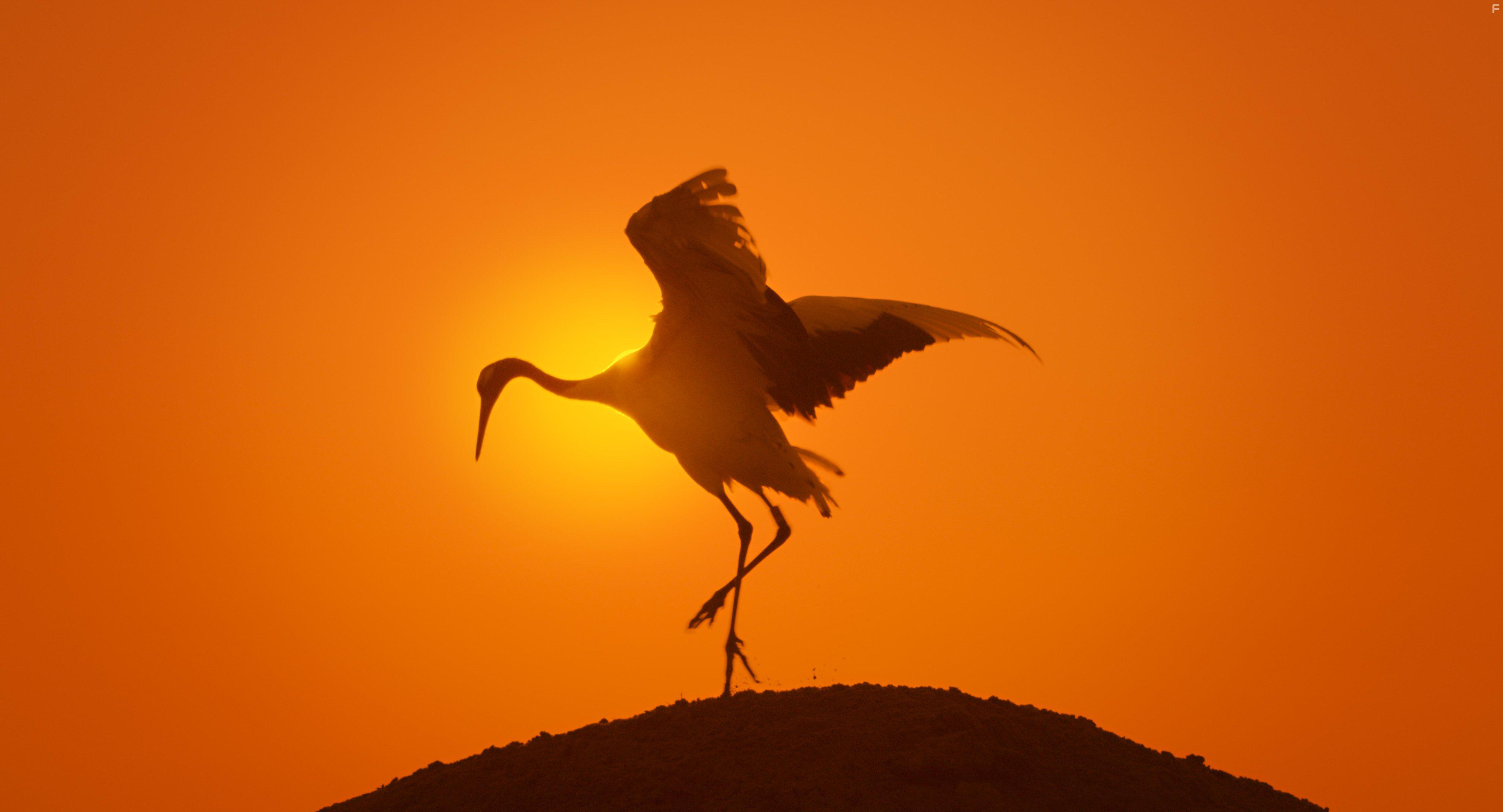 Earth: One Amazing Day (2017)