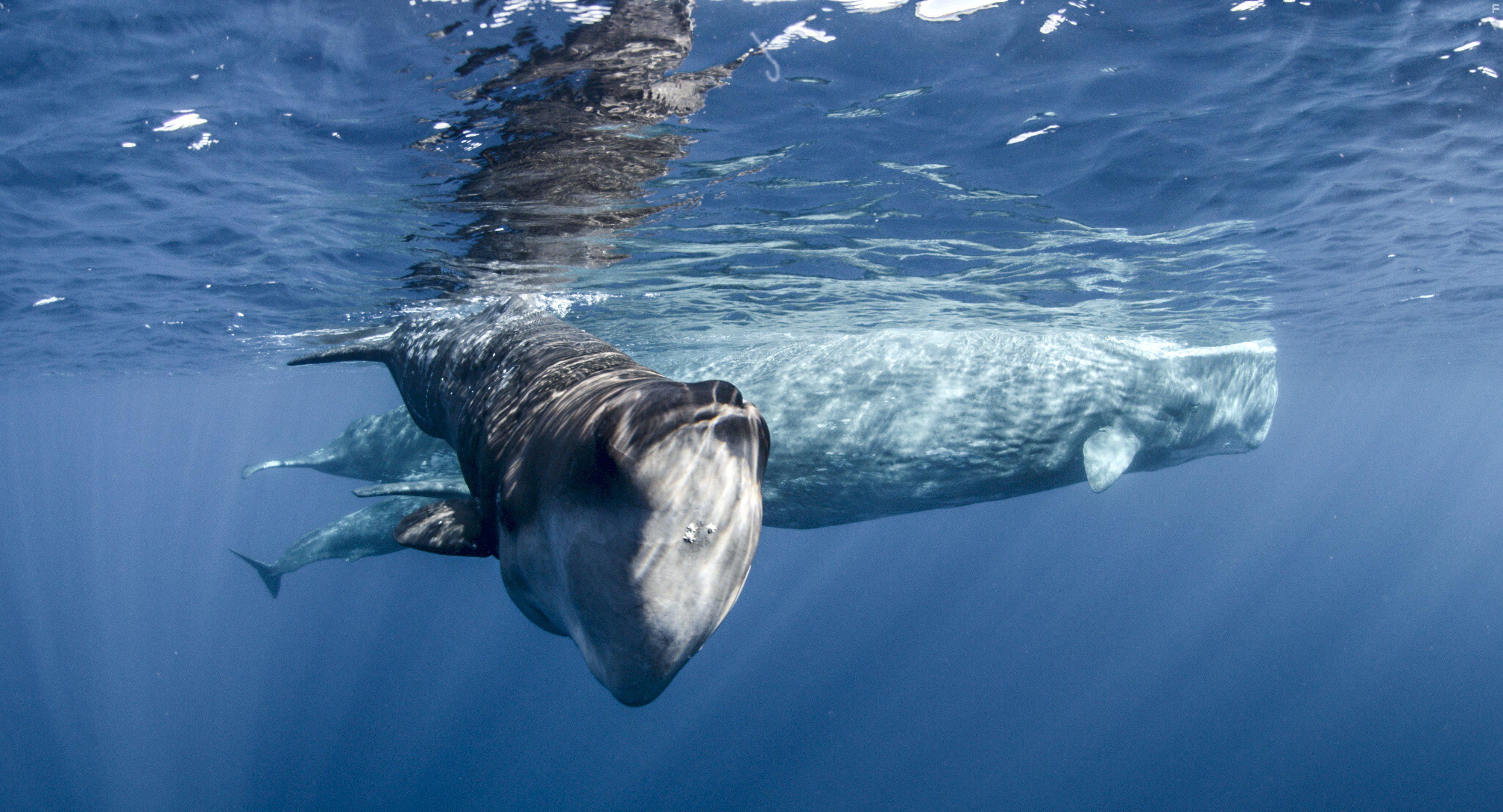 Земля: Один потрясающий день