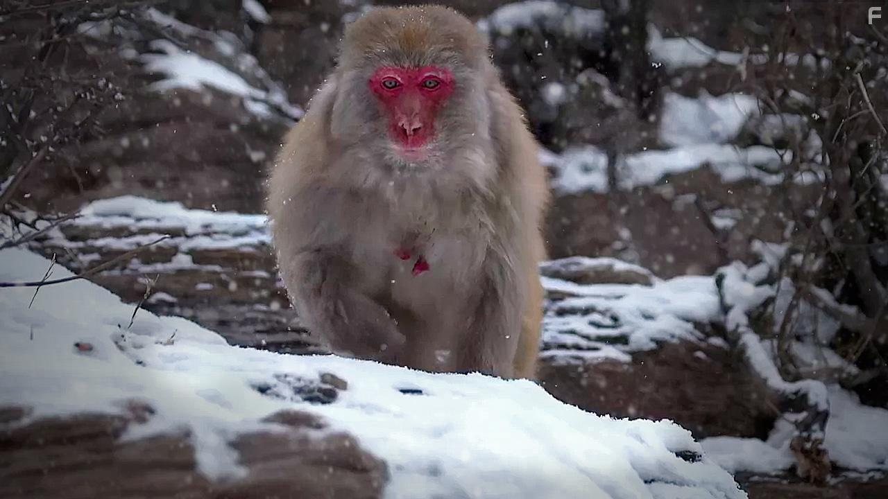 Слепая обезьяна #1