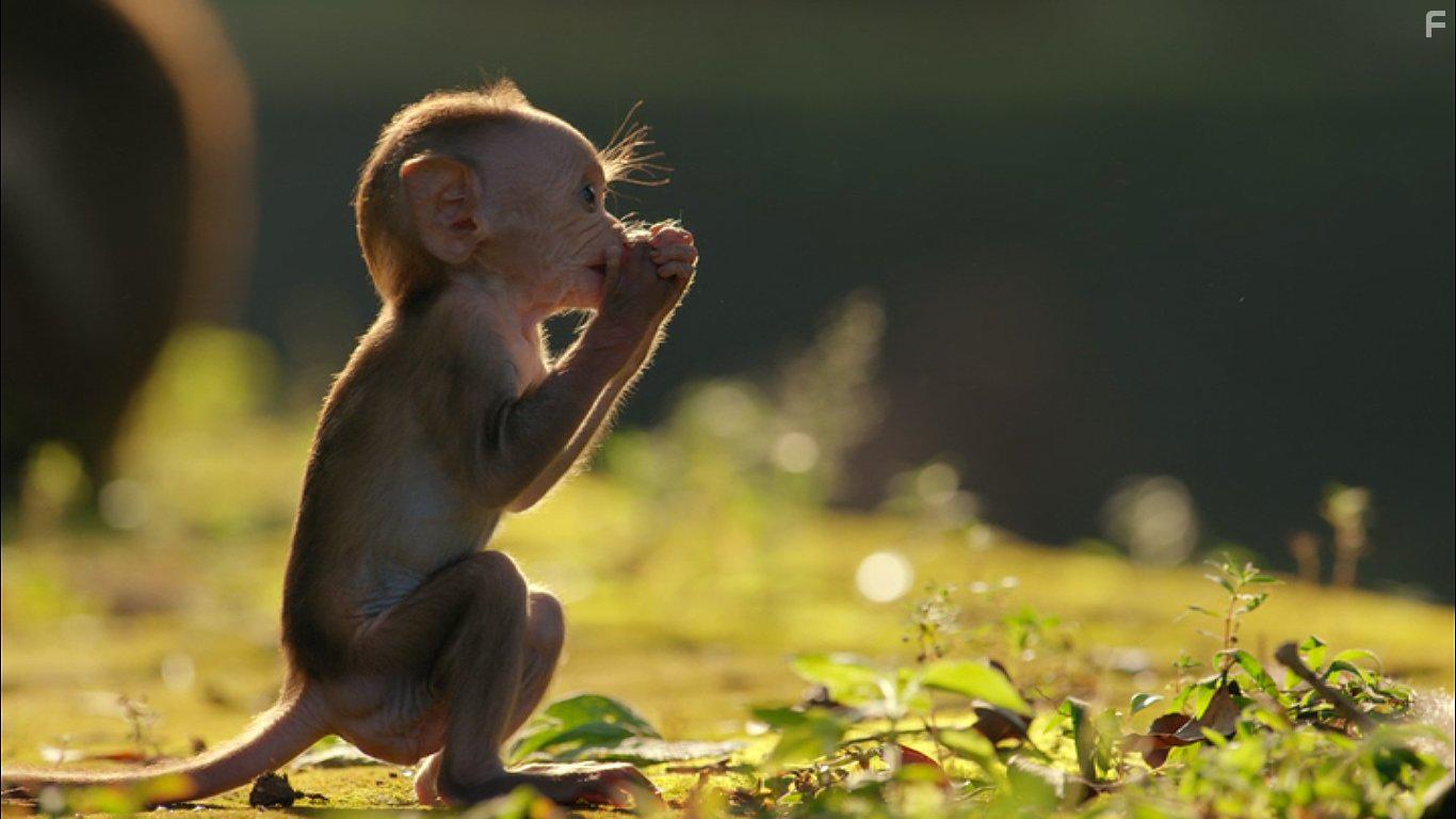 Growing Up Wild (2016)