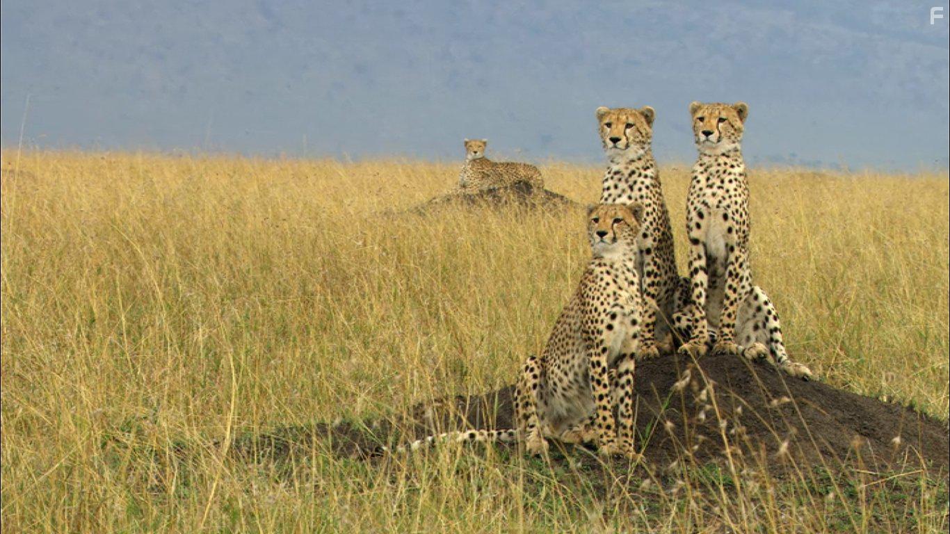 Growing Up Wild (2016)