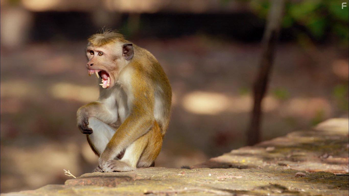 Growing Up Wild (2016)