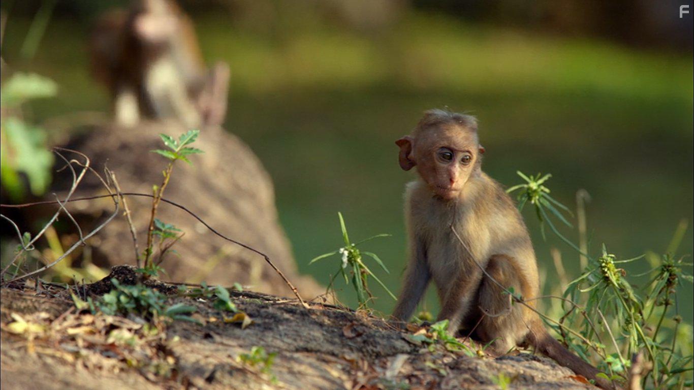 Growing Up Wild (2016)