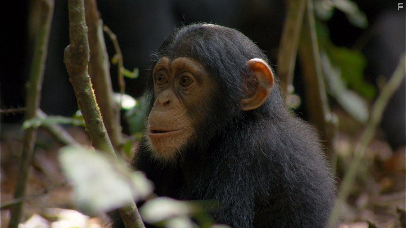 Малыши в дикой природе