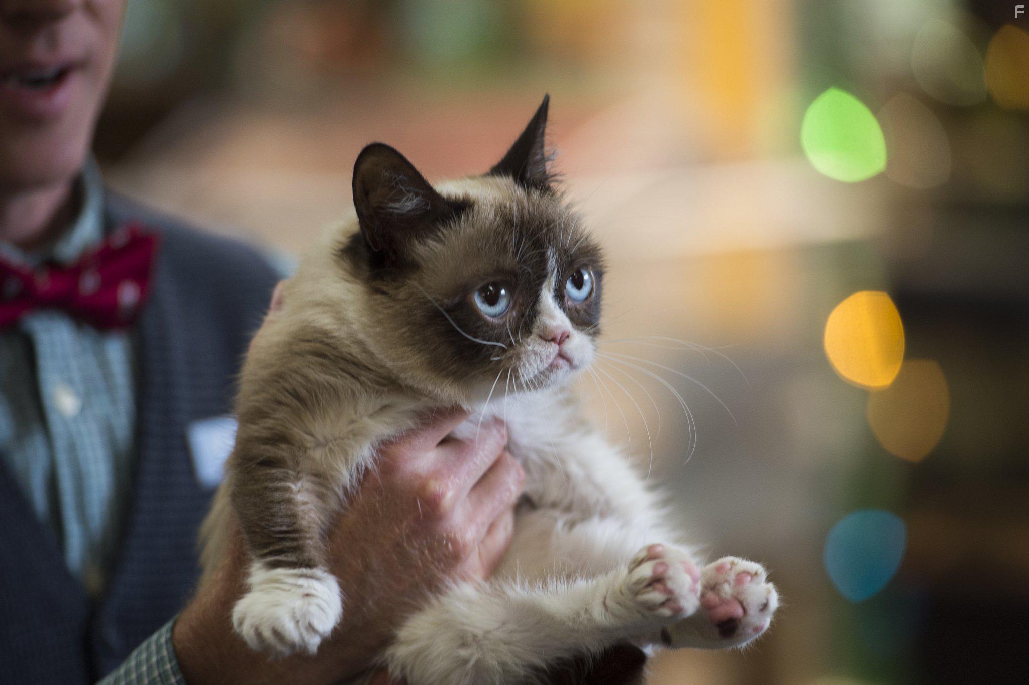Grumpy Cat in Grumpy Cat's Worst Christmas Ever (2014)