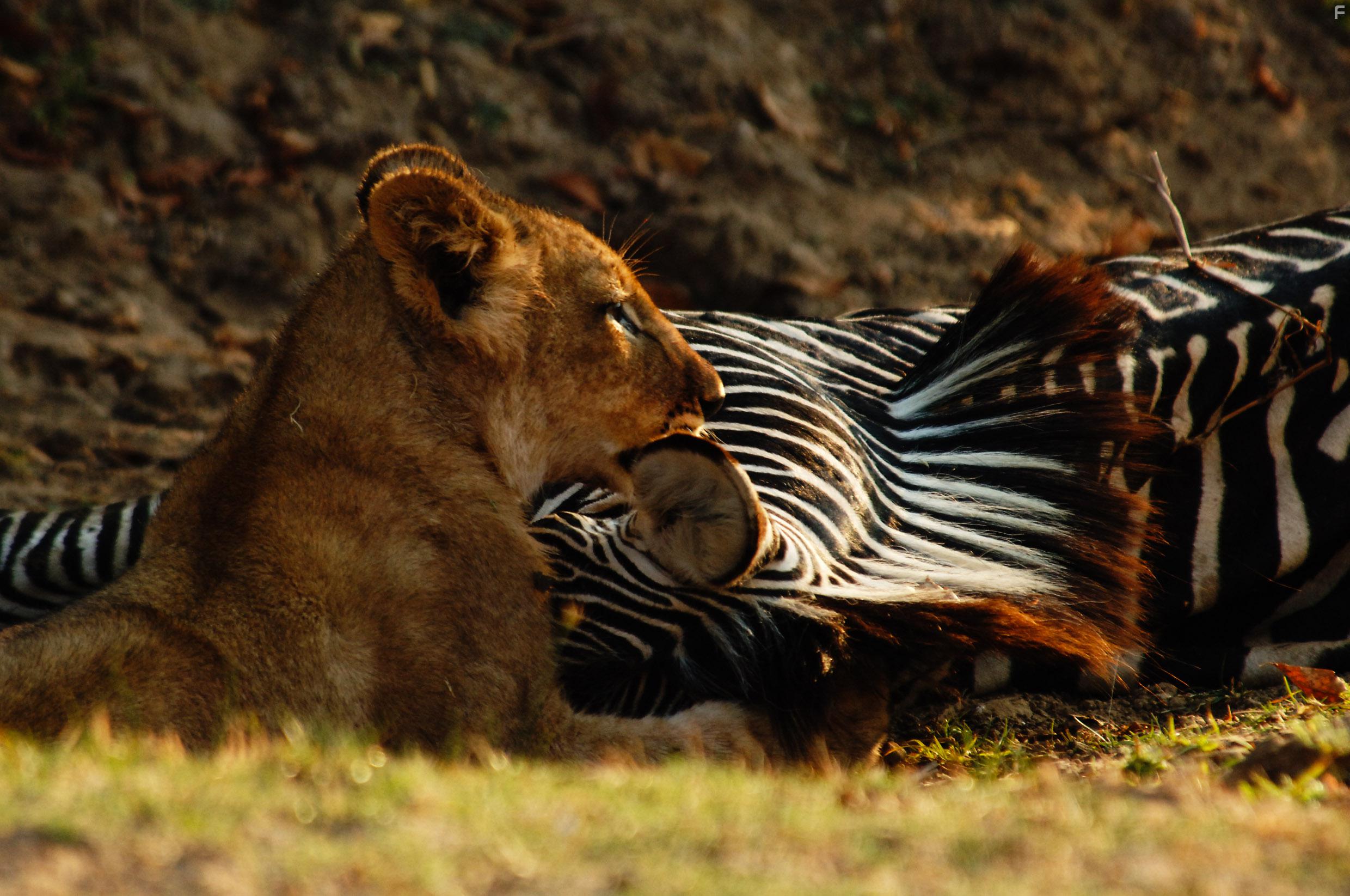 Lions of Crocodile River (2007)