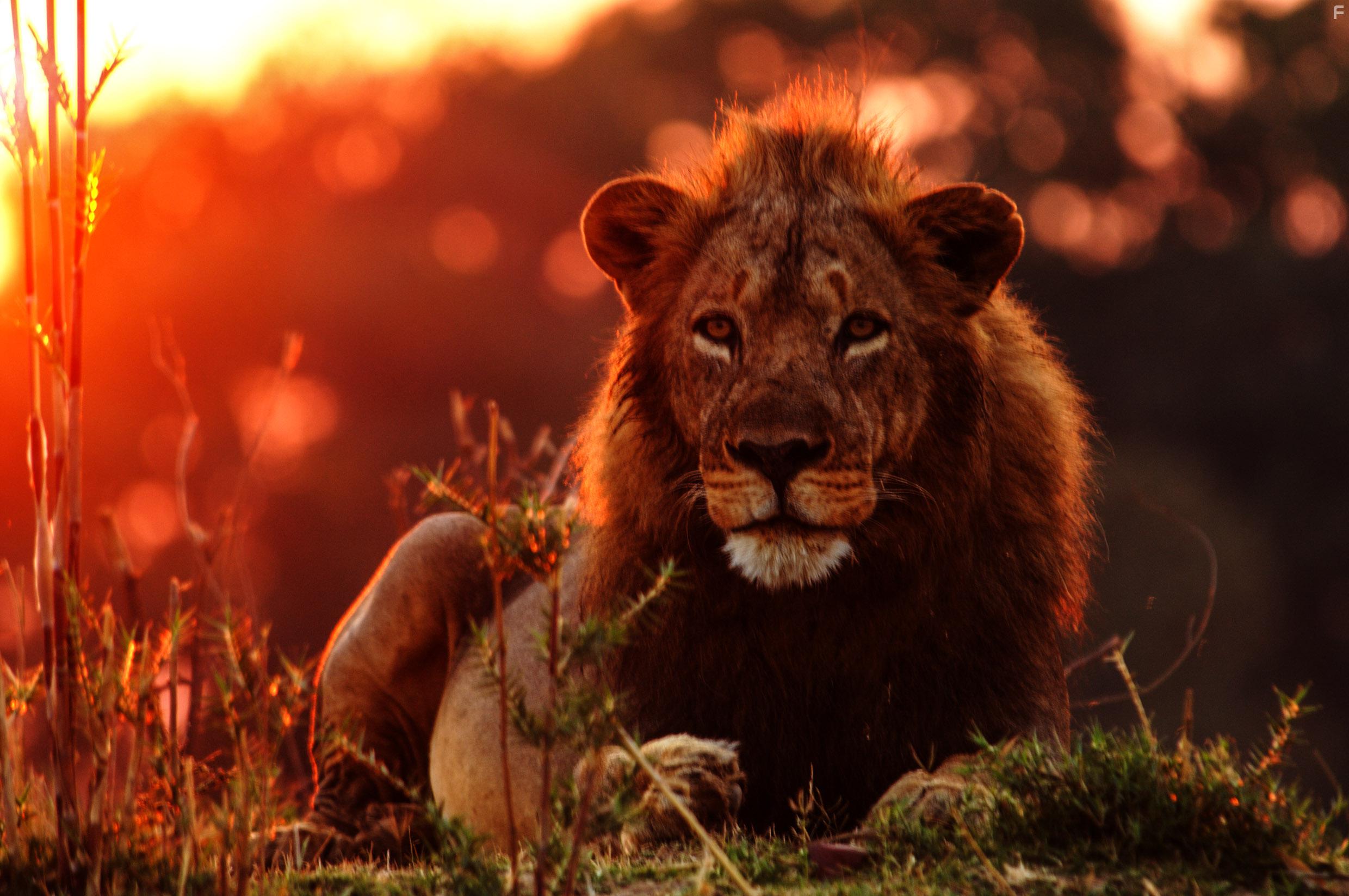 Lions of Crocodile River (2007)