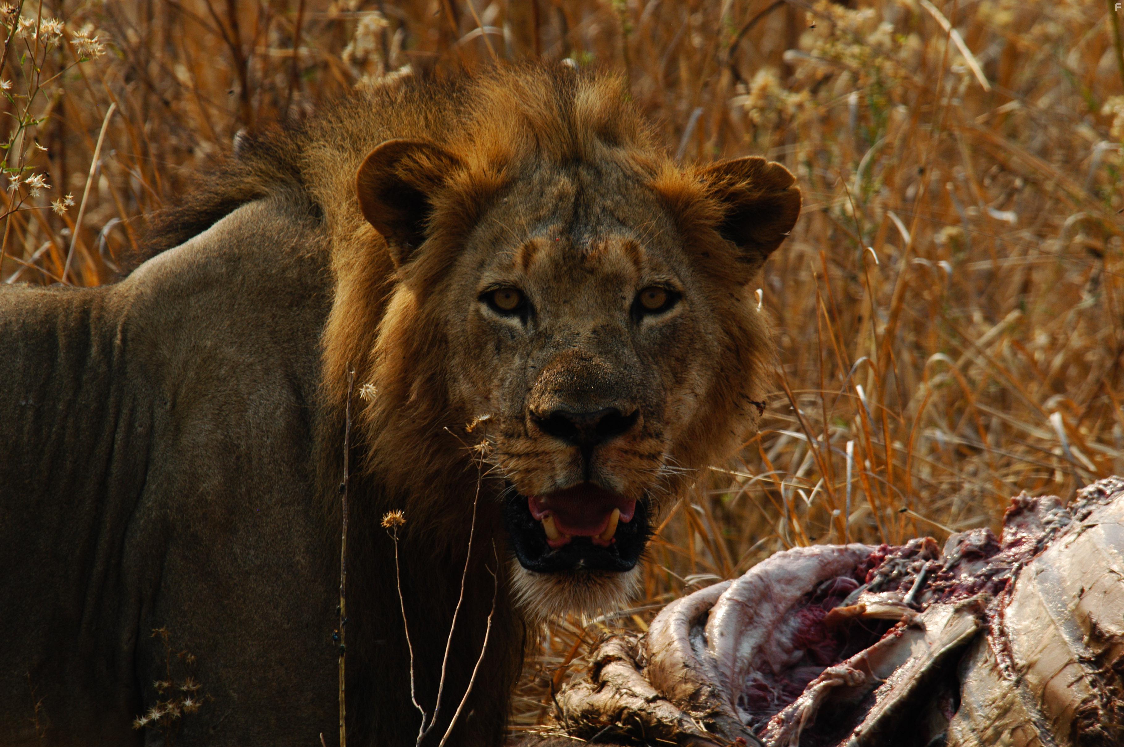 Lions of Crocodile River (2007)