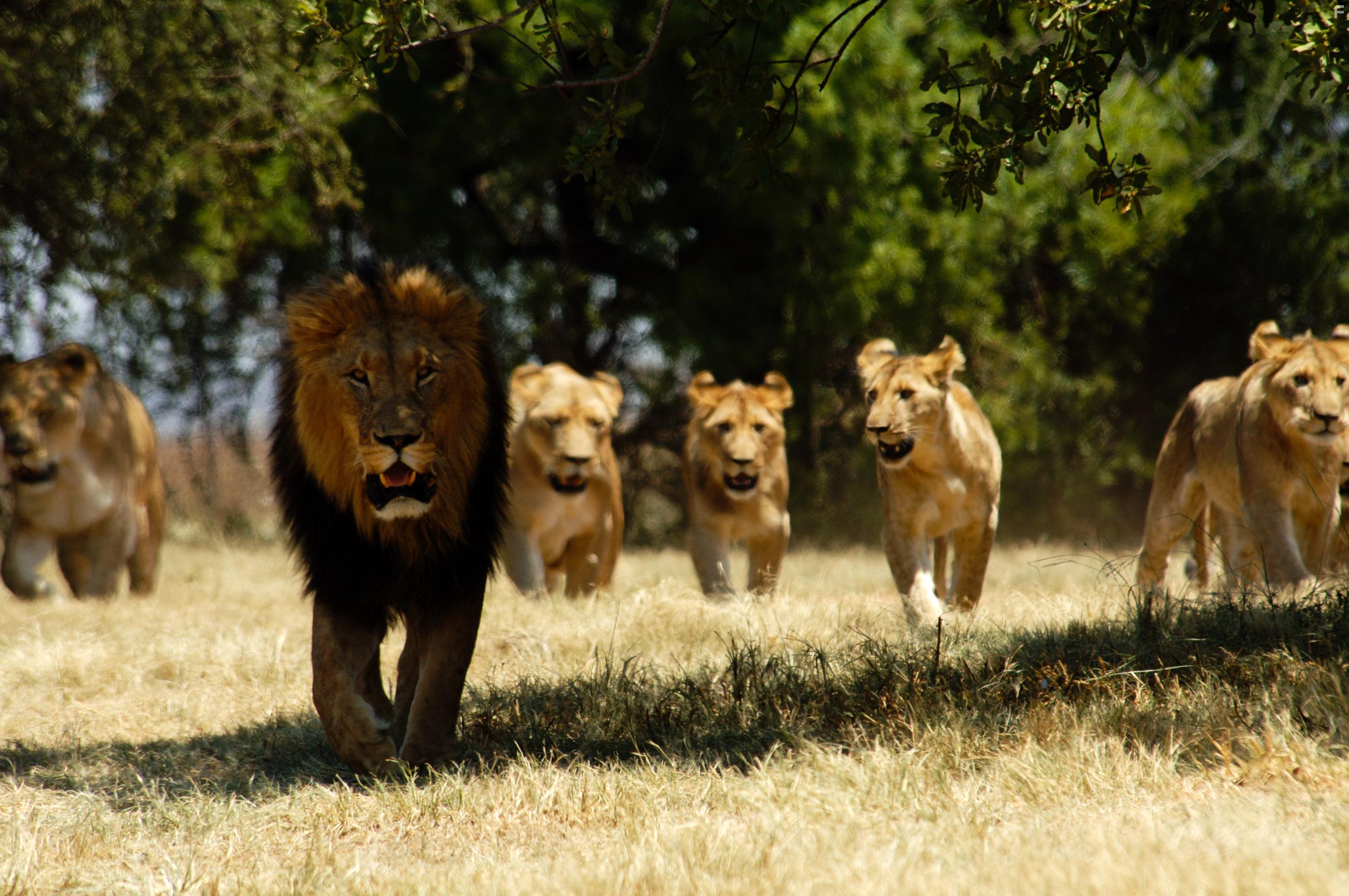 Львы с Крокодильей реки