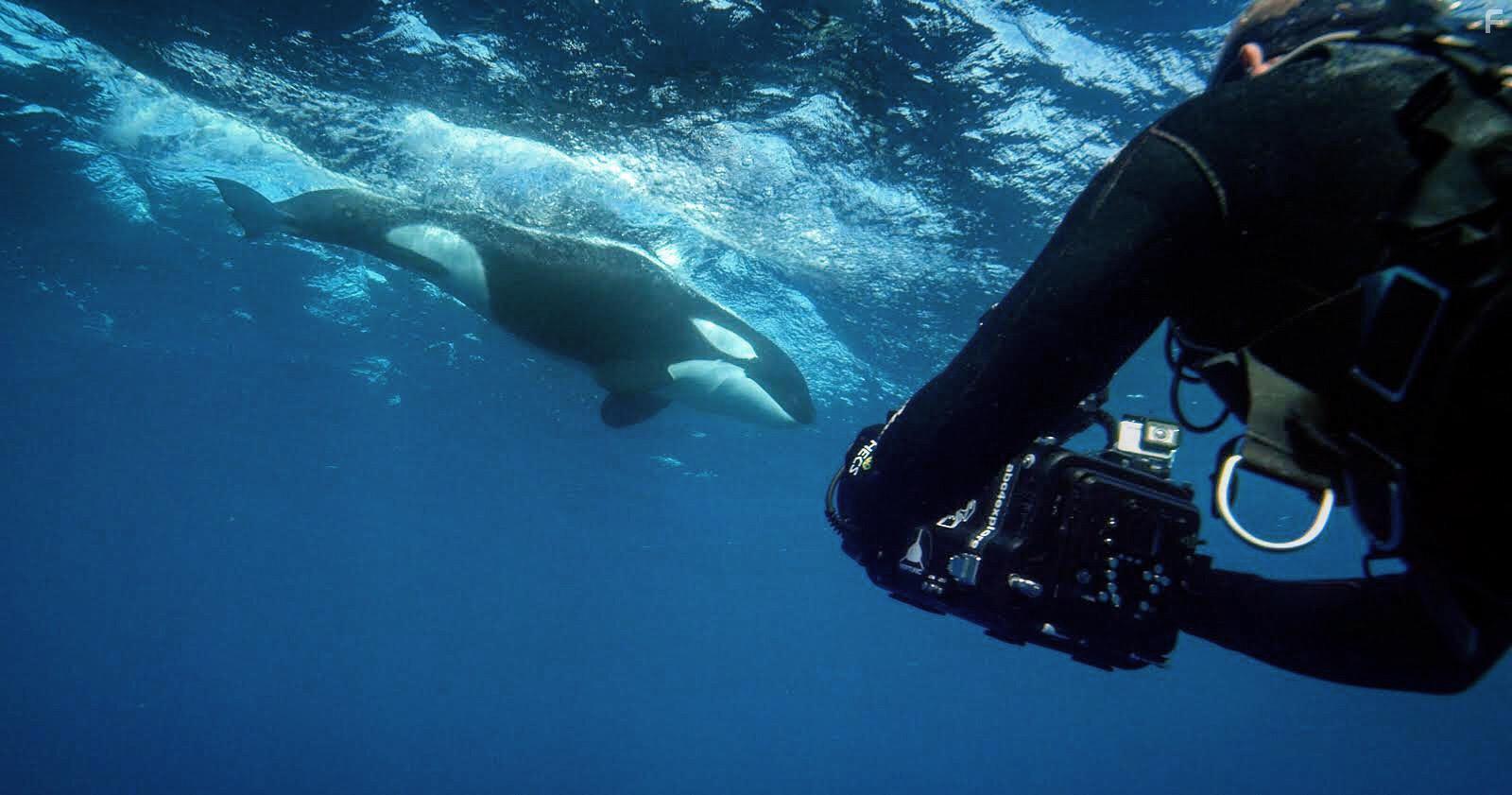 Кто убил большую белую #1