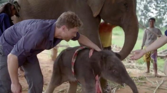 Ветеринар в дикой природе