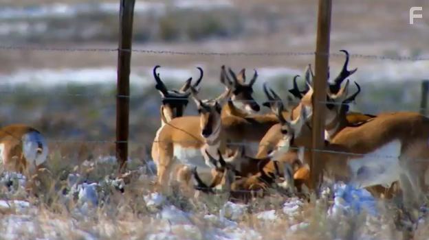 Испытания в дикой природе
