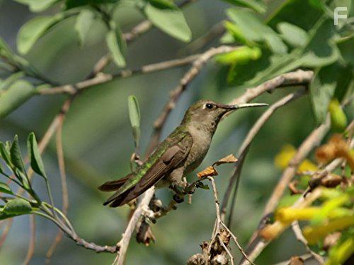 Жизнь в воздухе #4