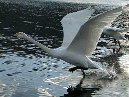 Жизнь в воздухе #5