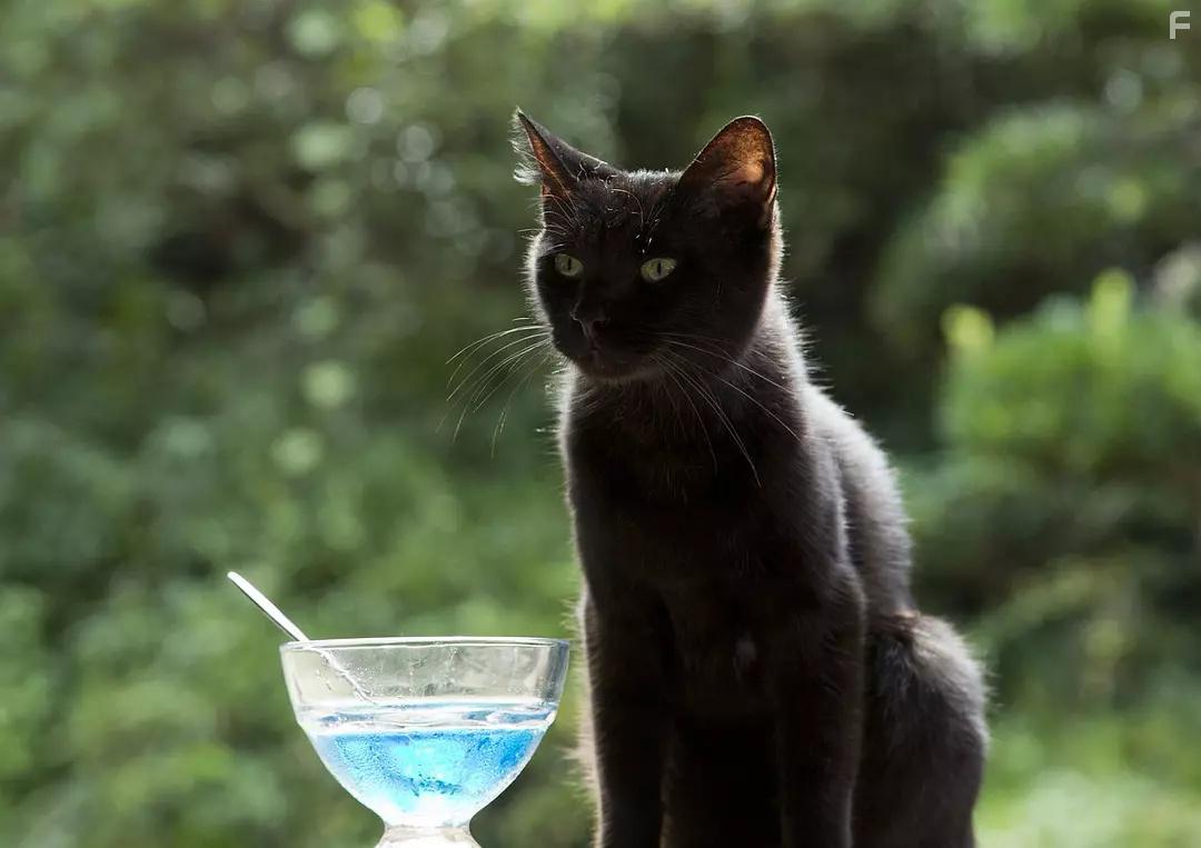 Дом кошек #1