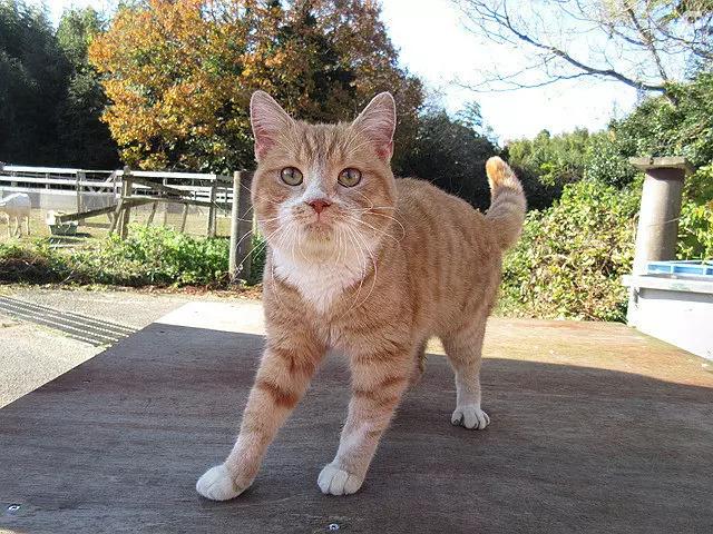 Дом кошек #3