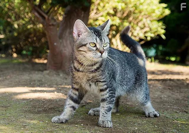 Дом кошек #5