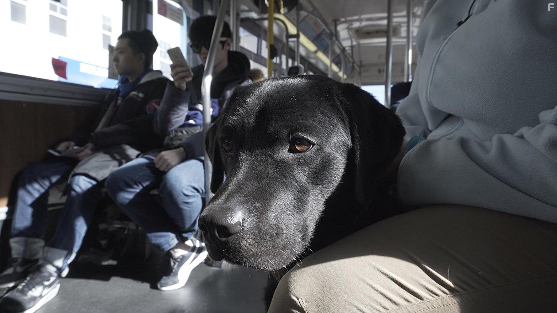 Выбор щенка #1