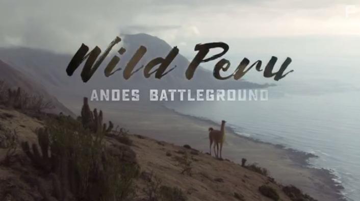 Дикая природа Перу: арена боев - Анды