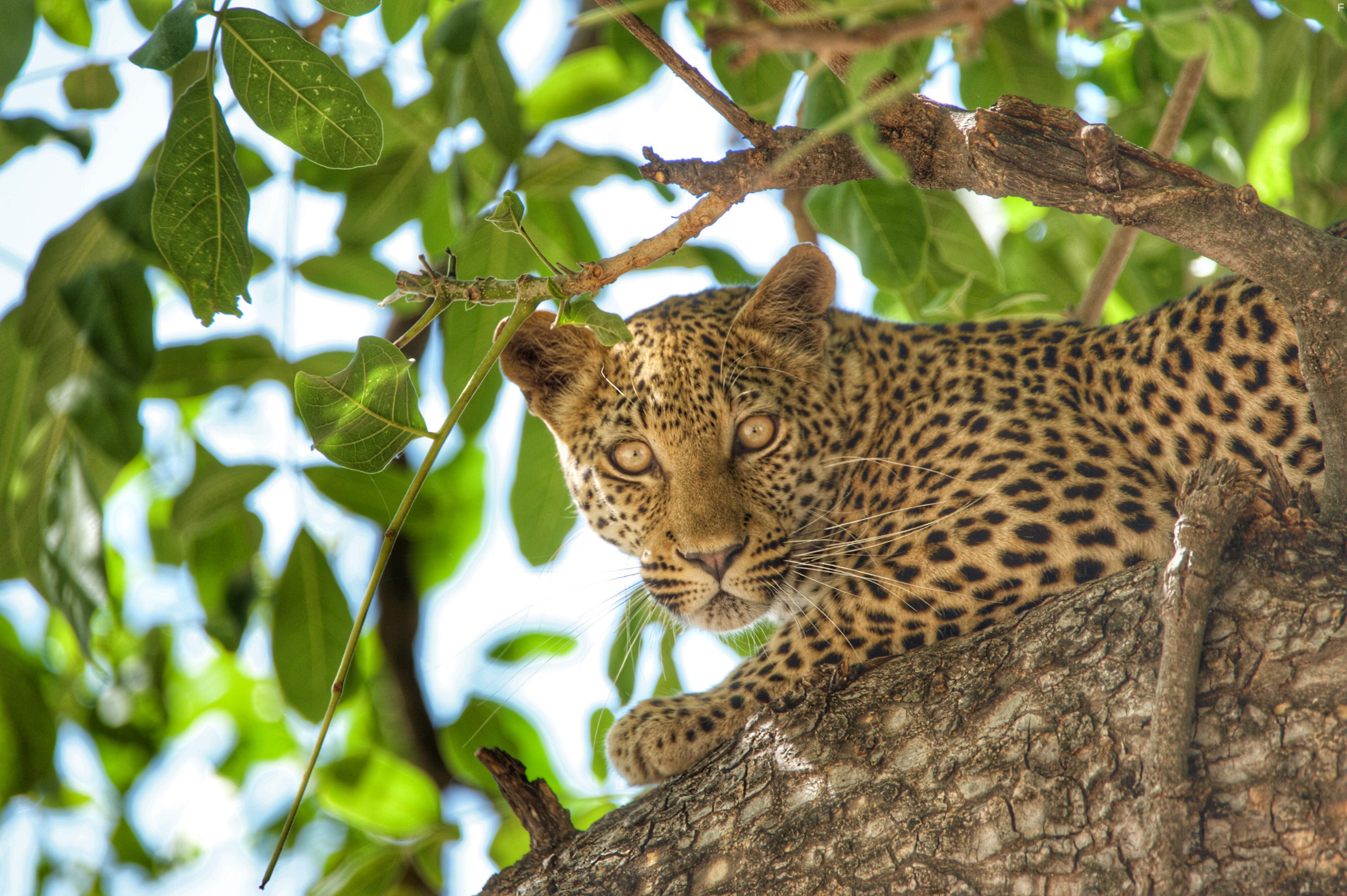 Safari Brothers (2016)