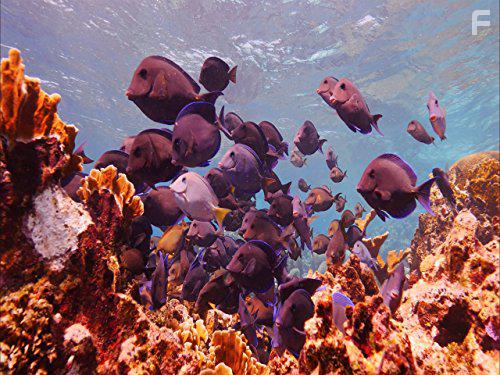 Tales by Light (2015)