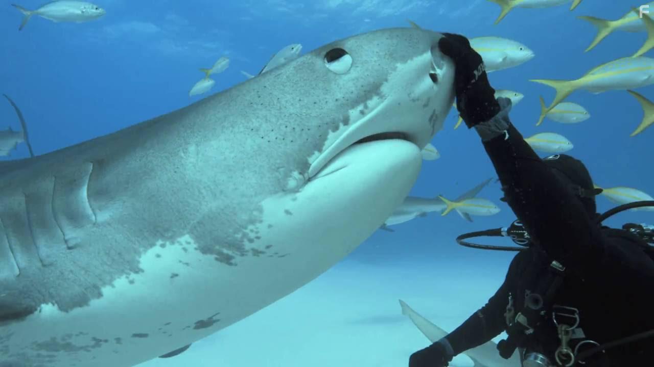 Tales by Light (2015)