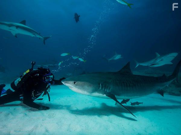 Tales by Light (2015)