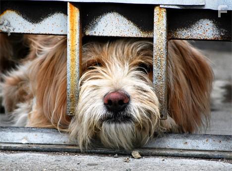 Smuggling Hendrix (2018)