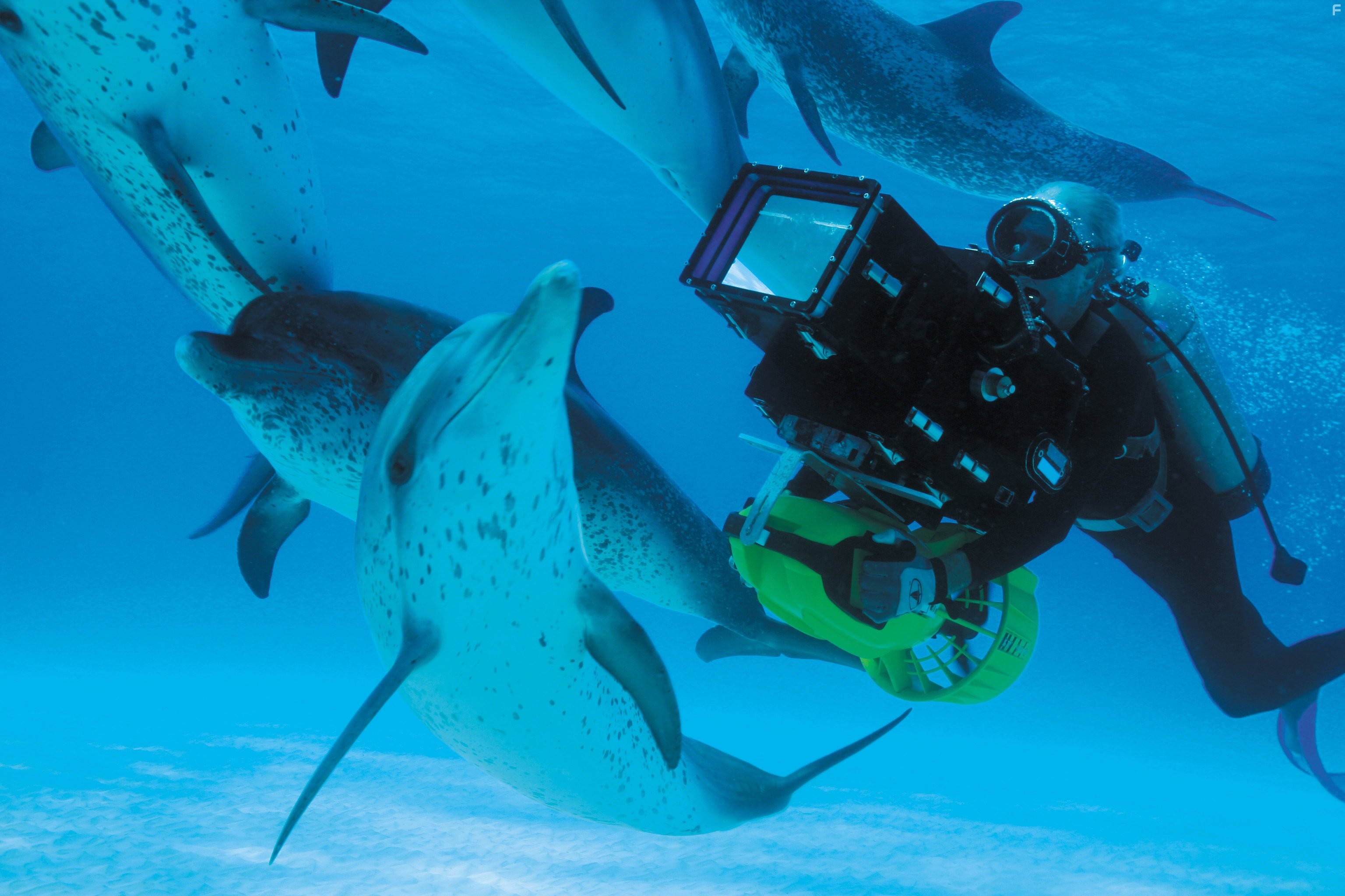 Dolphins and Whales 3D: Tribes of the Ocean (2008)