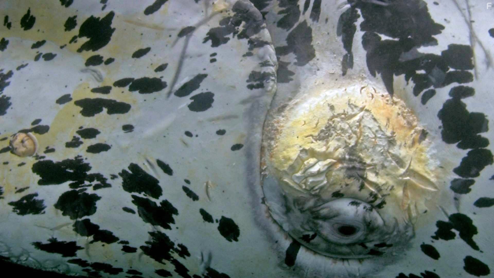 Dolphins and Whales 3D: Tribes of the Ocean (2008)