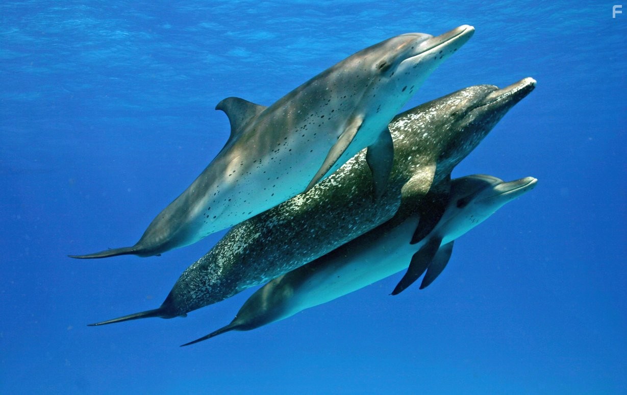 Dolphins and Whales 3D: Tribes of the Ocean (2008)