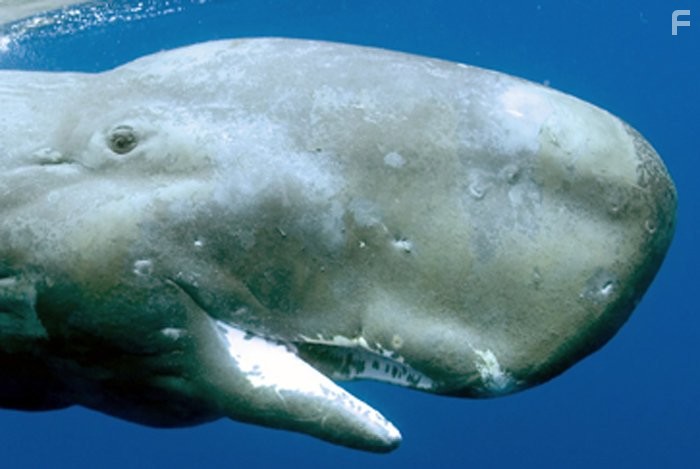 Dolphins and Whales 3D: Tribes of the Ocean (2008)