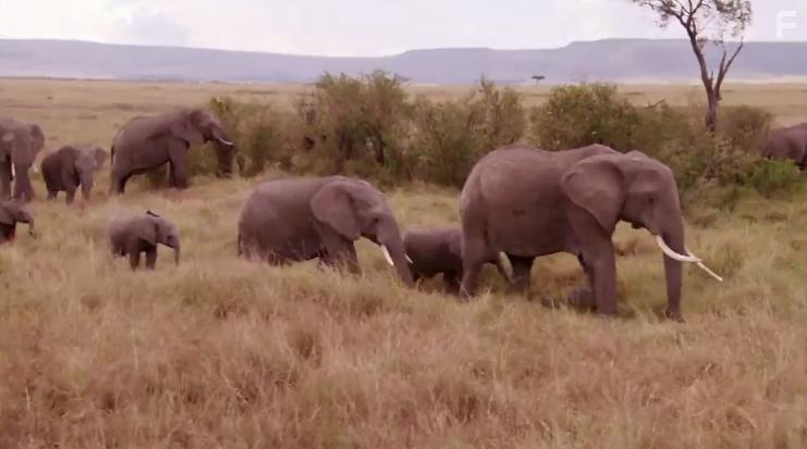 Crikey! It's the Irwins (2018)