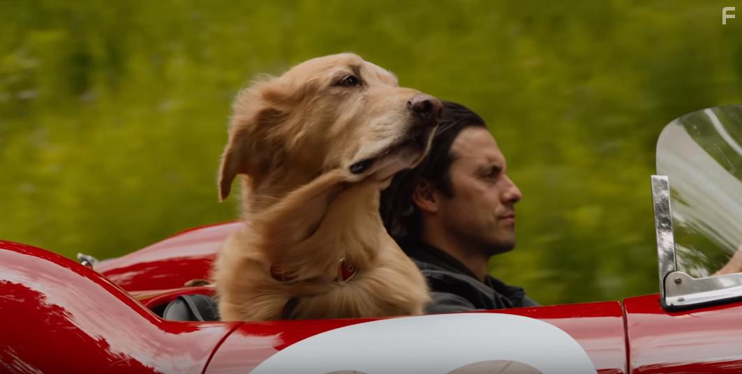 Milo Ventimiglia in The Art of Racing in the Rain (2019)