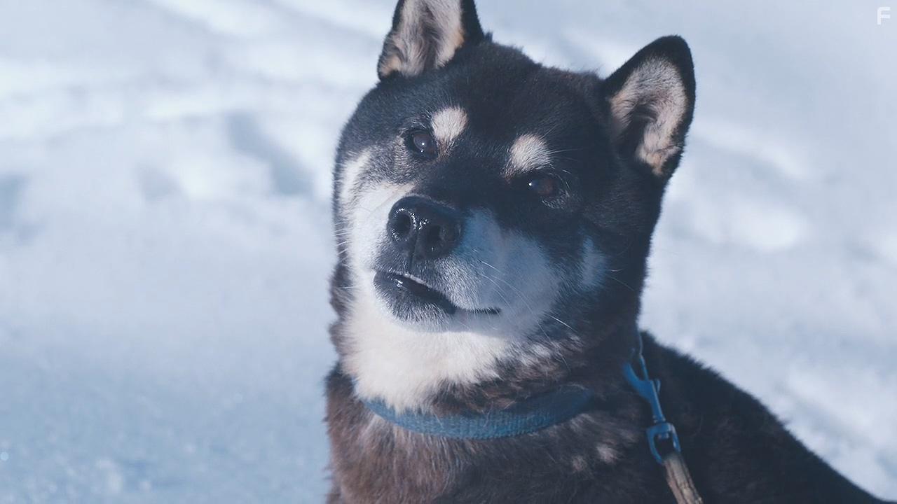 Katte ni furuetero (2017)