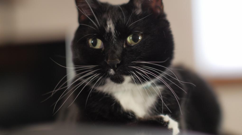 Heavens to Betsy (2017)