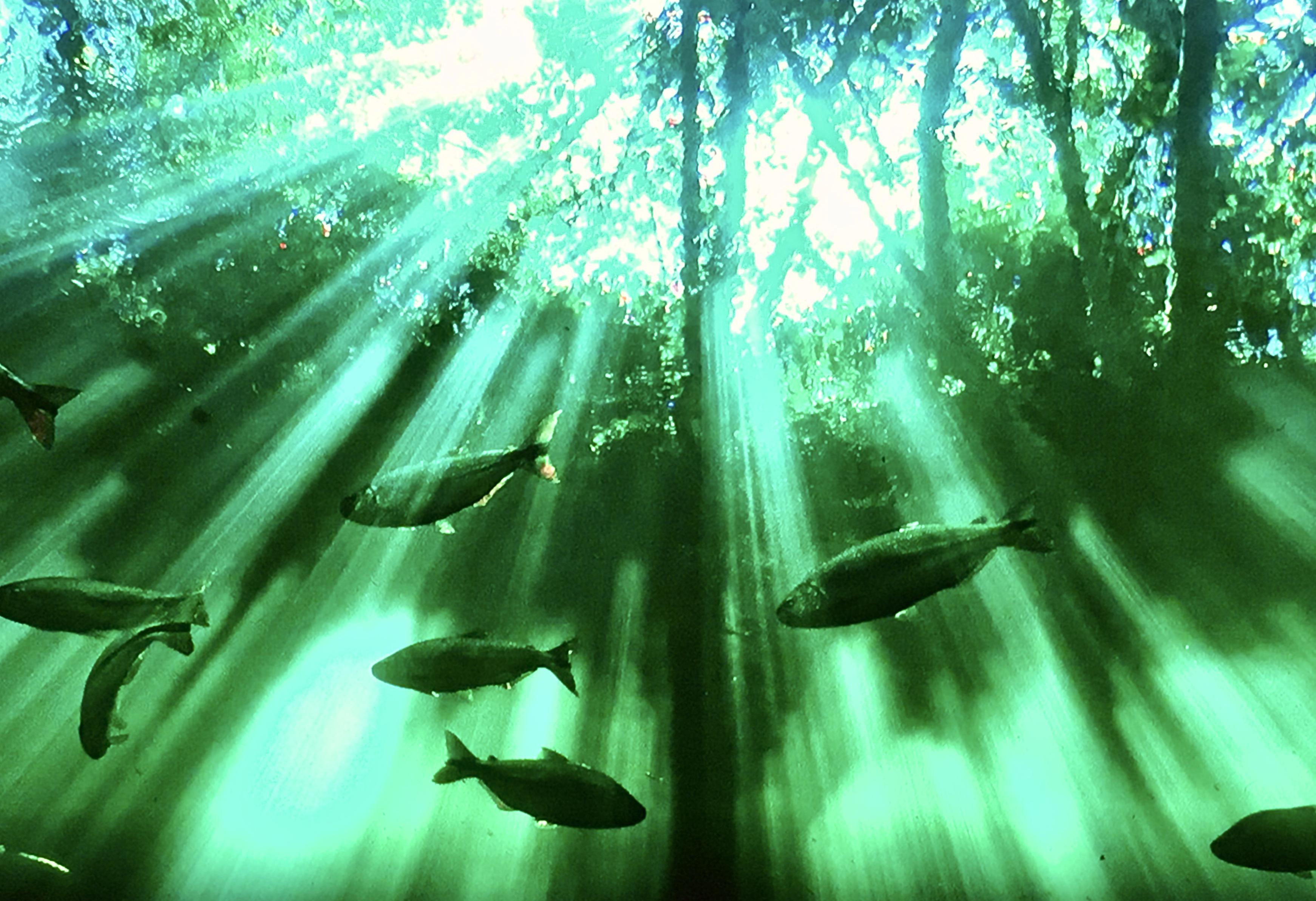 Seven Worlds, One Planet: South America (2019)