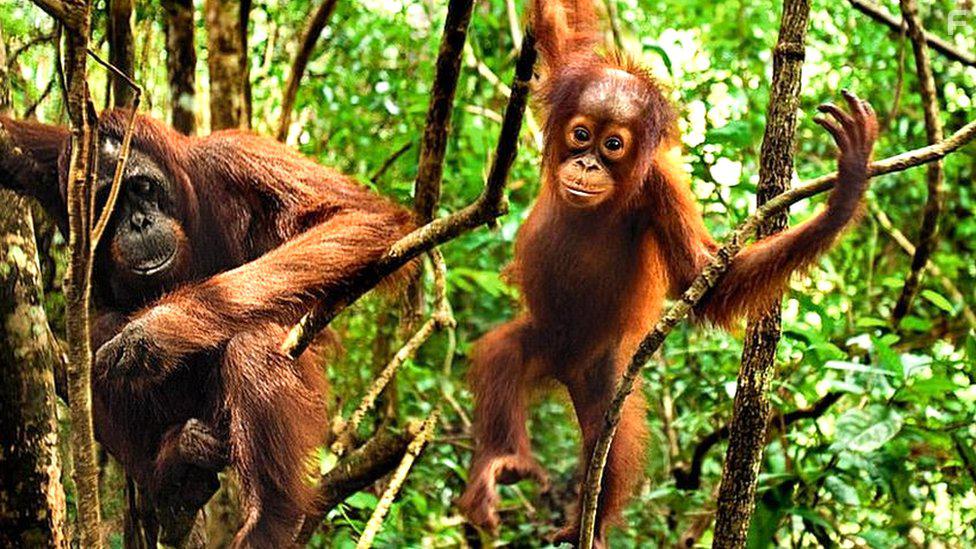 Seven Worlds, One Planet: Asia (2019)