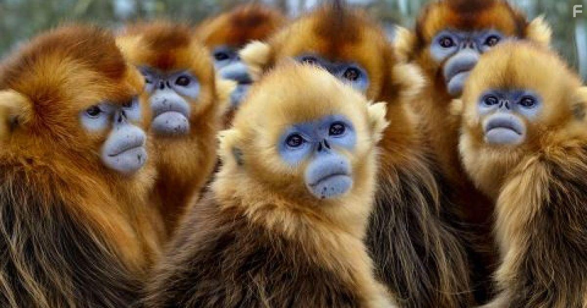 Seven Worlds, One Planet: Asia (2019)